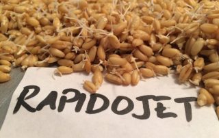 Sprouting grains using Rapidojet