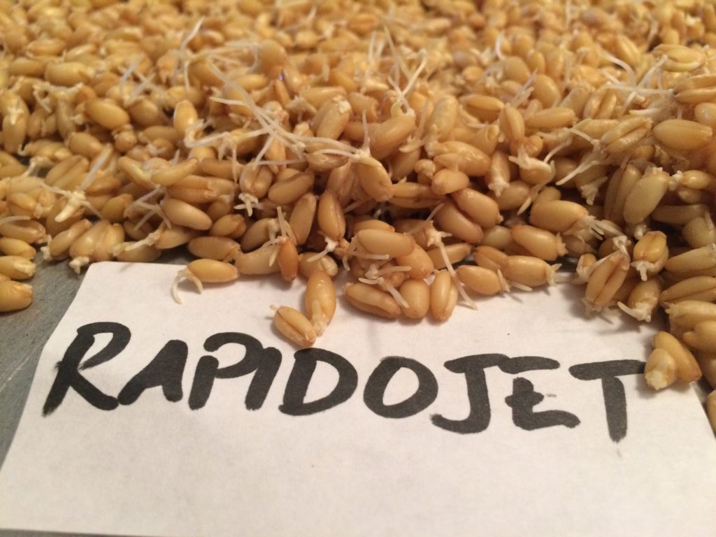 Sprouting grains using Rapidojet